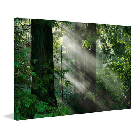 Light Through the Trees // Painting Print on Wrapped Canvas (12"W x 8"H x 1.5"D)