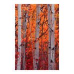 Autumn Splendor // Painting Print on Wrapped Canvas (8"W x 12"H x 1.5"D)