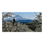 Pear Blossom Majesty // Painting Print on Wrapped Canvas (12"W x 6"H x 1.5"D)