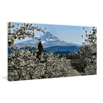 Pear Blossom Majesty // Painting Print on Wrapped Canvas (12"W x 6"H x 1.5"D)