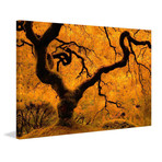 Limned in Ligh // Painting Print on Wrapped Canvas (12"W x 8"H x 1.5"D)