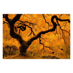 Limned in Ligh // Painting Print on Wrapped Canvas (12"W x 8"H x 1.5"D)