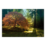 In the Gentle Autumn Light // Painting Print on Wrapped Canvas (12"W x 8"H x 1.5"D)