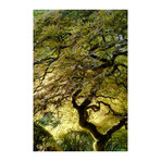 Magical Tree // Painting Print on Wrapped Canvas (8"W x 12"H x 1.5"D)