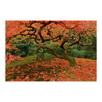 Fallen Leaves // Painting Print on Wrapped Canvas (12"W x 8"H x 1.5"D)