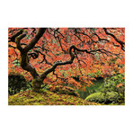 Autumn Magnificence // Painting Print on Wrapped Canvas (12"W x 8"H x 1.5"D)