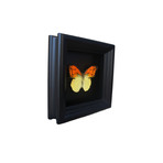 Bright Orange and Yellow Butterfly Shadow Box