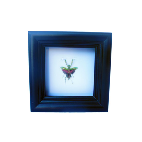 Mini Mantis Shadow Box