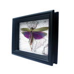 Large Purple Grasshopper on Vintage Map