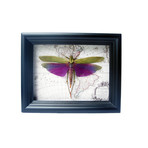 Large Purple Grasshopper on Vintage Map