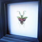 Mini Mantis Shadow Box