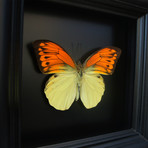 Bright Orange and Yellow Butterfly Shadow Box
