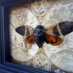 Orange Cicada on Vintage Map