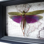 Large Purple Grasshopper on Vintage Map