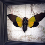 Green Cicada on Vintage Map