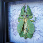 Leaf Insect on Vintage Map