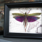 Large Purple Grasshopper on Vintage Map