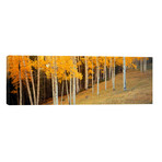 Aspen trees in a field, Ouray County, Colorado, USA // Panoramic Images (60"W x 20"H x 0.75"D)