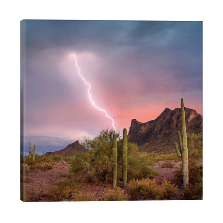 Saguaro (Carnegiea Gigantea) Cacti With Lightning Over Peak In Desert, Picacho Peak State Park, Arizona // Tim Fitzharris (26"W x 26"H x 1.5"D)