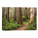 Redwood Trail // Stefan Hefele