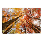 Low-Angle Autumn View Of Maple Trees, Upper Peninsula, Michigan, USA // Adam Jones