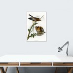 Red-shouldered Hawk // John James Audubon (26"W x 40"H x 1.5"D)