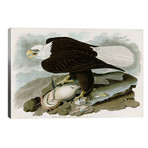 White-headed Eagle // John James Audubon (40"W x 26"H x 1.5"D)