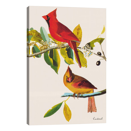 Cardinal // John James Audubon (26"W x 40"H x 1.5"D)