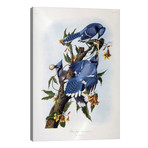 Blue Jay // John James Audubon (26"W x 40"H x 1.5"D)