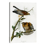 Red-shouldered Hawk // John James Audubon (26"W x 40"H x 1.5"D)