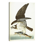 Fish Hawk, 1830 // John James Audubon (26"W x 40"H x 1.5"D)