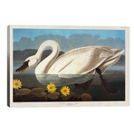 Common American Swan. Whistling Swan // John James Audubon (40"W x 26"H x 1.5"D)