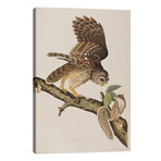 Barred Owl & Grey Squirrel // John James Audubon