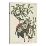 Bachman's Warbler & Franklinia // John James Audubon