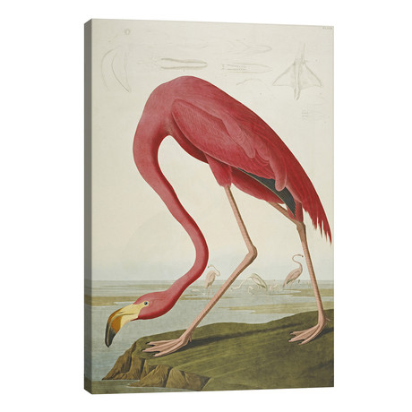 American Flamingo // John James Audubon (26"W x 40"H x 1.5"D)