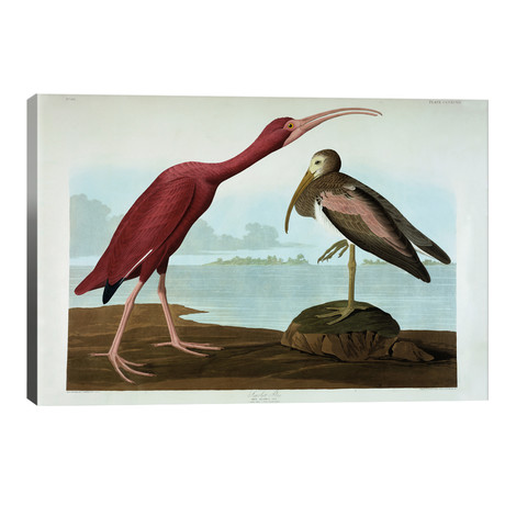 Scarlet Ibis // John James Audubon (40"W x 26"H x 1.5"D)