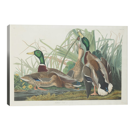 Mallard Duck // John James Audubon