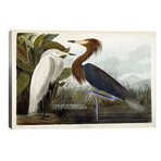 Purple Heron, c.1835 // John James Audubon (40"W x 26"H x 1.5"D)