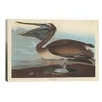 Brown Pelican // John James Audubon
