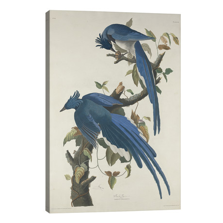 Columbia Jay, 1830 // John James Audubon