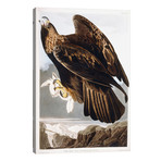 Golden Eagle, 1833 // John James Audubon (26"W x 40"H x 1.5"D)