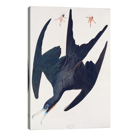 Frigate Pelican // John James Audubon (26"W x 40"H x 1.5"D)