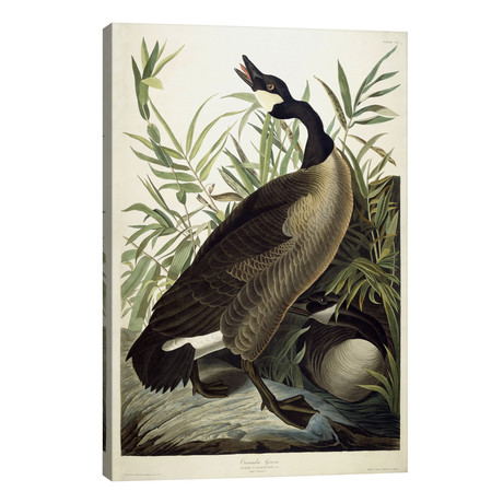 Canada Goose, c.1827-1838 // John James Audubon (26"W x 40"H x 1.5"D)