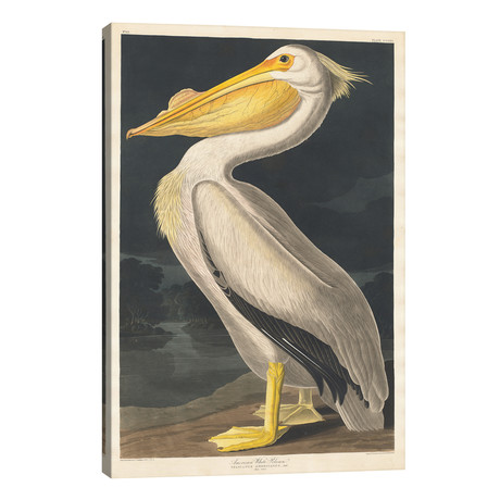 American White Pelican // John James Audubon
