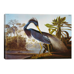 Louisiana Heron From "Birds of America" // John James Audubon (40"W x 26"H x 1.5"D)