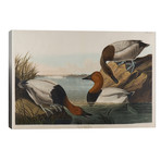 Canvas Backed Duck, 1836 // John James Audubon