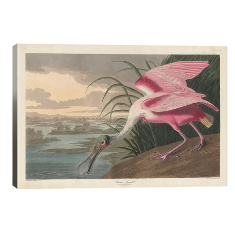 Roseate Spoonbill, 1836 // John James Audubon (40"W x 26"H x 1.5"D)