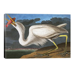 Great White Heron, Ardea Occidentalis, from "The Birds of America" // John J. Audubon, pub. 1827-38 // John James Audubon (40"W x 26"H x 1.5"D)