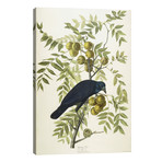 American Crow, 1833 // John James Audubon