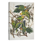 Carolina Parrot & Cuckle Burr // John James Audubon (26"W x 40"H x 1.5"D)